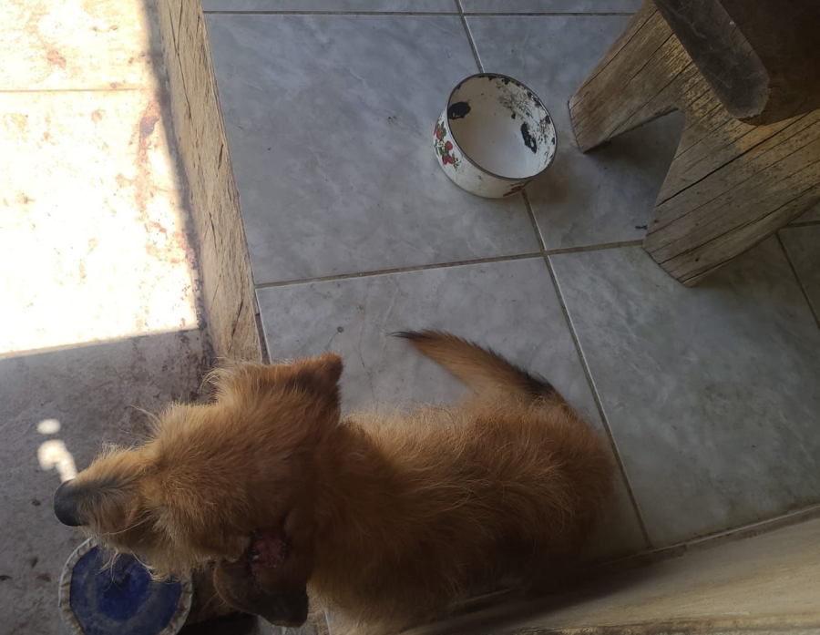 Maus tratos a cães e égua levam homem a prisão; Equino estava morto