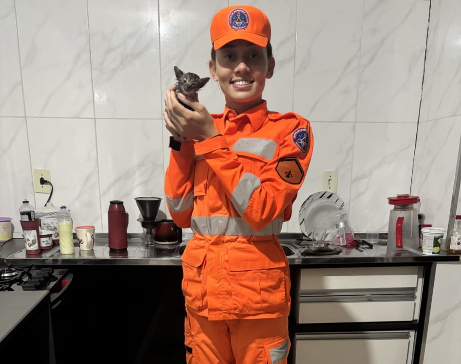 Preso em tubulação, gatinho é salvo por bombeiros