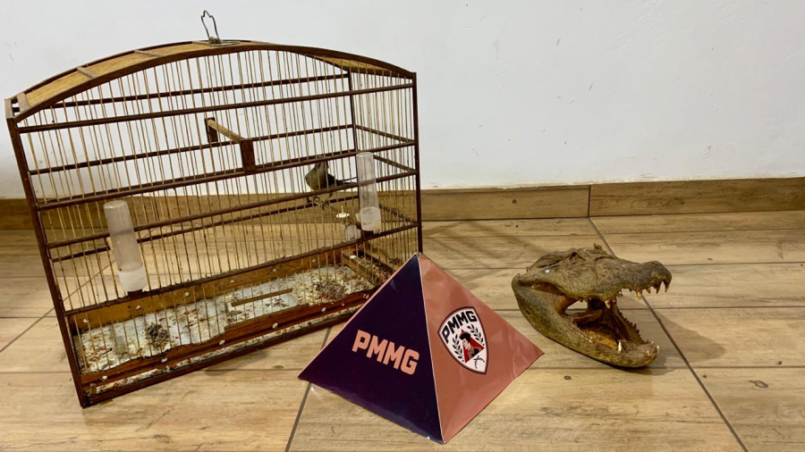 Cabeça de jacaré localizada em casa de homem preso por posse irregular de ave 