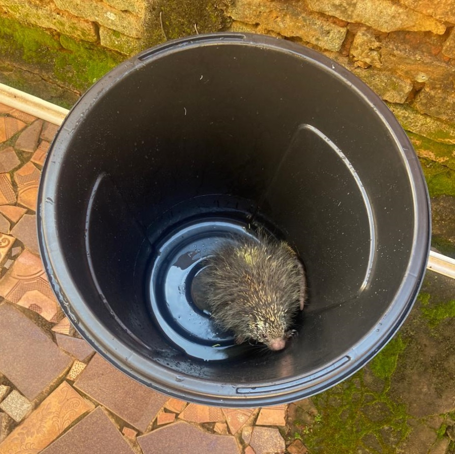 Ouriço-cacheiro devolvido à natureza após capturado na cidade   